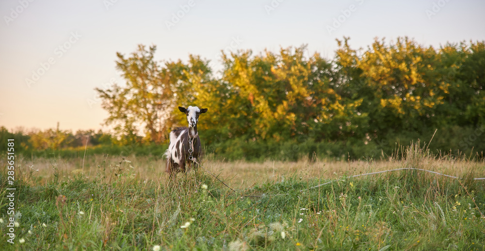 Black white spotted goat on green summer meadow. 