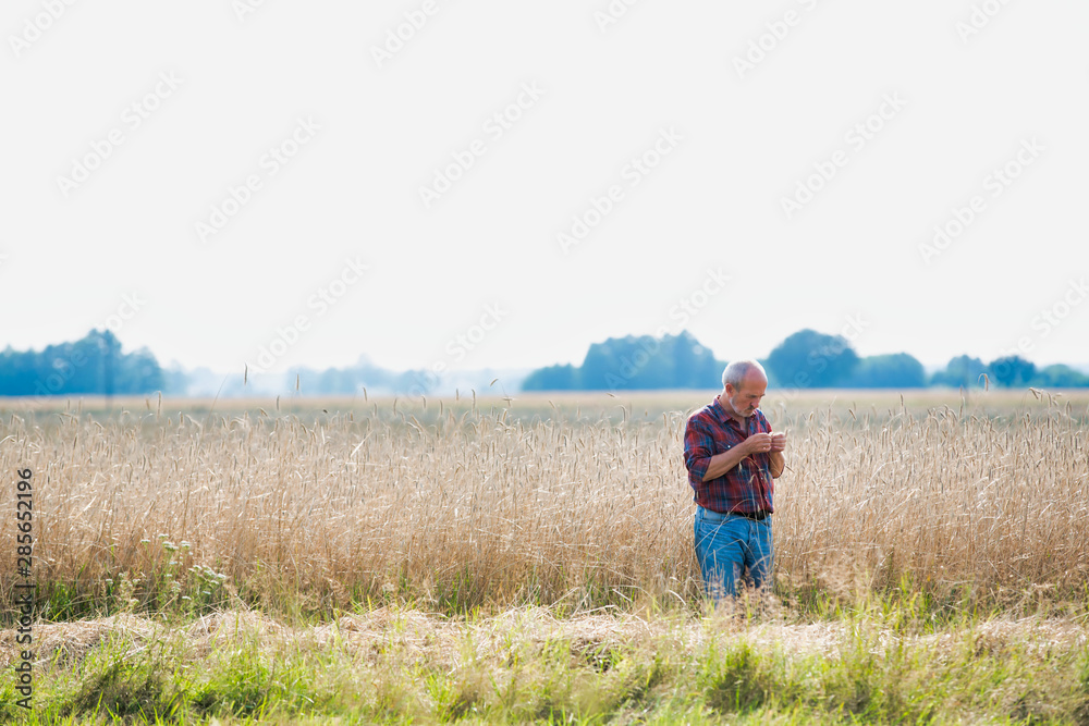 Senior farmer checking wheat crop to harvest in field