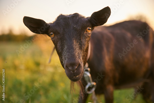 brown goat on meadow. farming and milk production