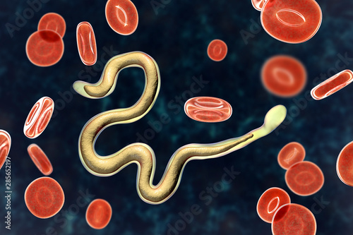Brugia malayi in blood, a roundworm nematode, one of the causative agents of lymphatic filariasis, 3D illustration photo