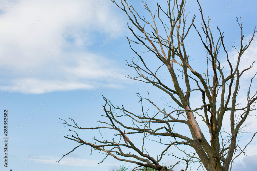 Photo of dry tree in field Photo of dry tree in field