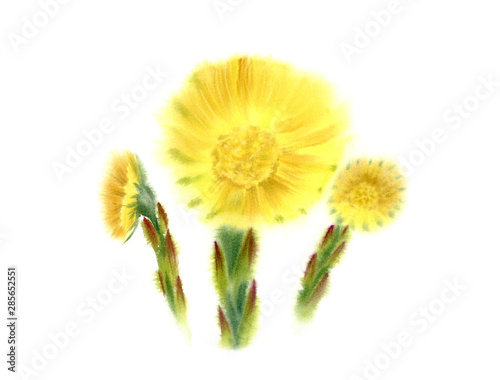 Coltfoot early spring flowers. Watercolor realistic hand painted illustration with big flower and buds. Botanical painting of coughwort isolated on white for packaging or wedding card design photo