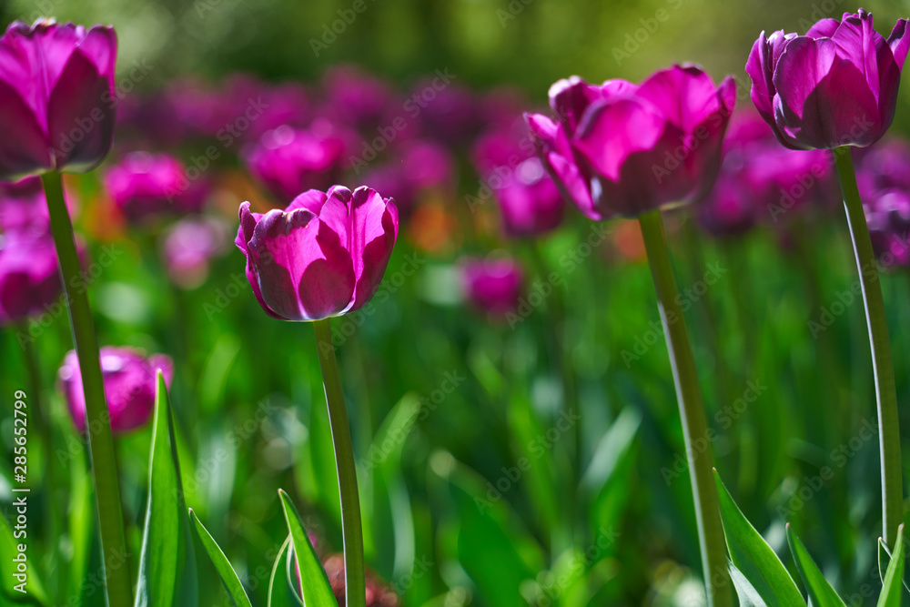 Close up shot of fresh blooming purple tulip flowers illuminated by sunshine in the city park. Tulip festival in Saint-Petersburg, Russia. Nature beauty concept. Close up shot of fresh blooming purple tulip flowers illuminated by sunshine in the city park. Tulip festival in Saint-Petersburg, Russia. Nature beauty concept.