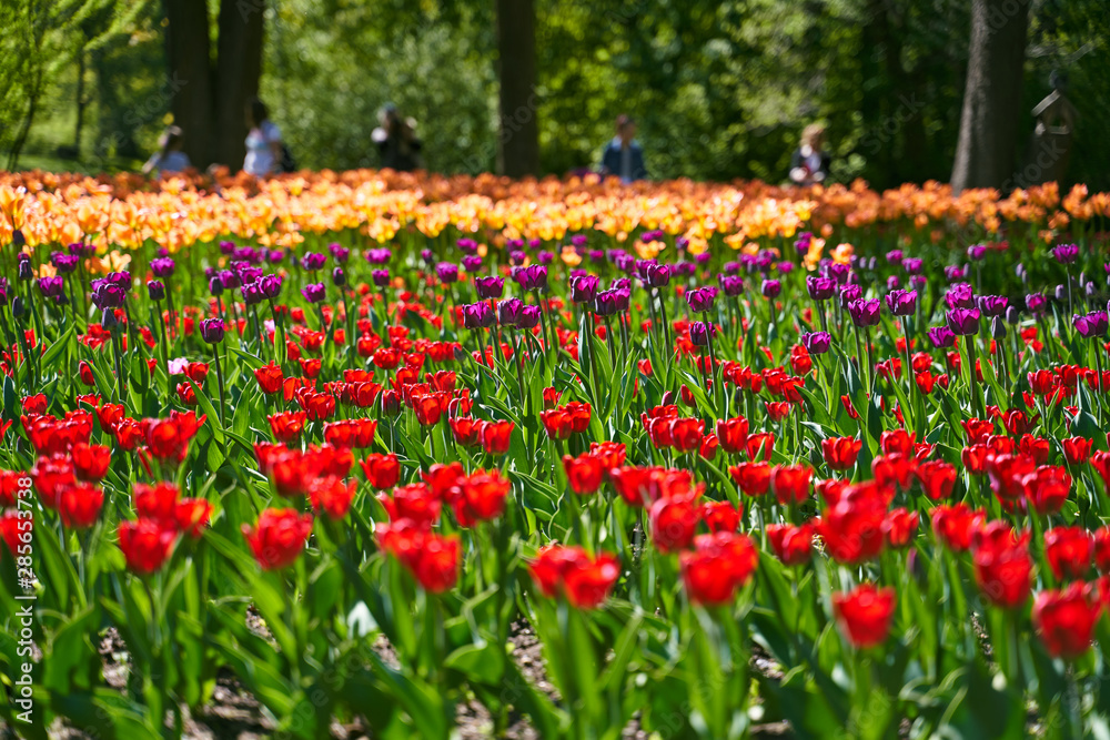 Tulip festival illuminated by sunshine in park Tulip festival illuminated by sunshine in park