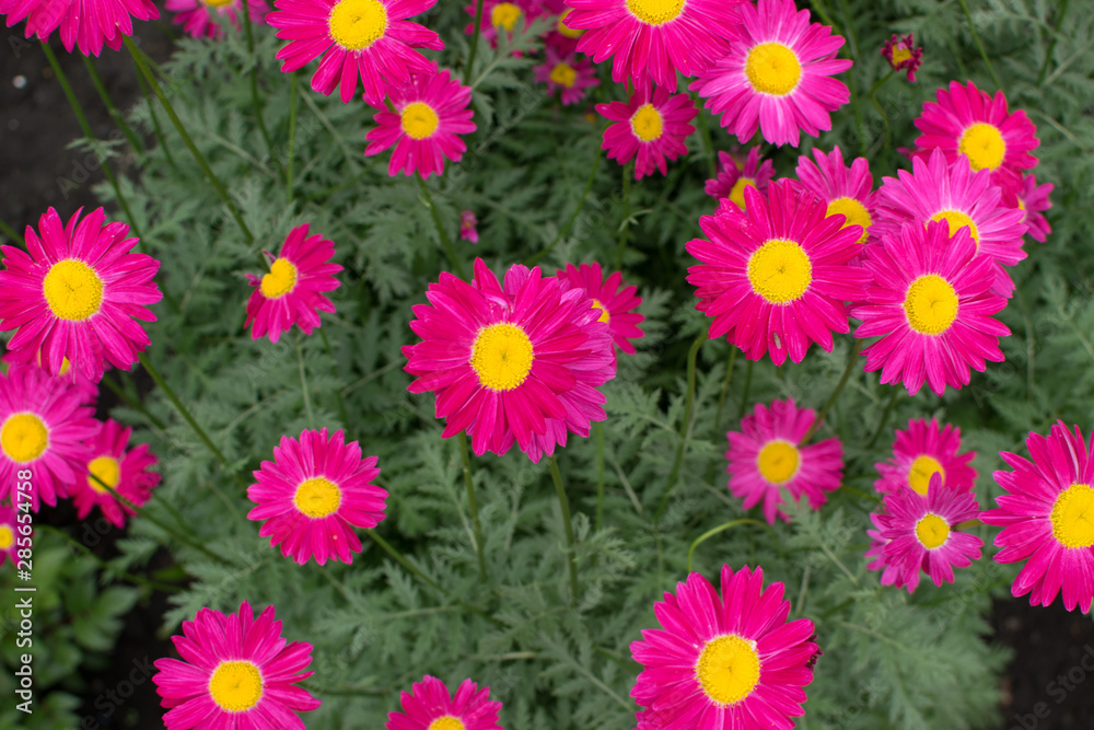 Beautiful Red Argyranthemum, Marguerite, Marguerite daisy or Dill daisy Beautiful Red Argyranthemum, Marguerite, Marguerite daisy or Dill daisy