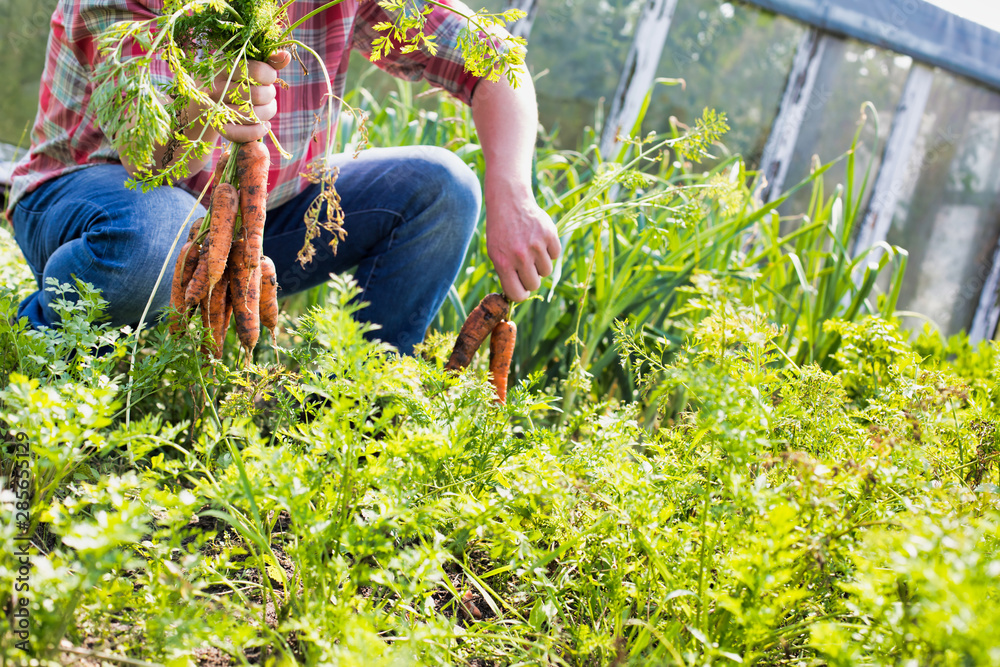 Mature farmer harvesting carrots in field Mature farmer harvesting carrots in field