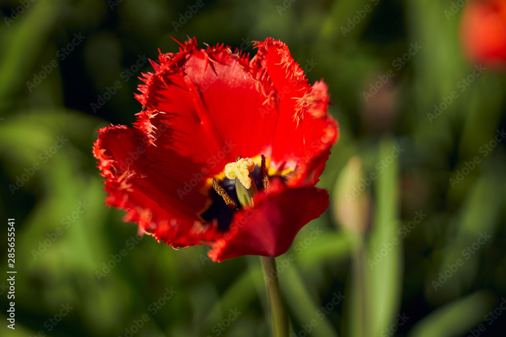 Close up shot of single pretty scarlet tulip flower head on fresh spring or summer morning background. Tulip festival in Saint-Petersburg, Russia. Concept of nature and beauty. Close up shot of single pretty scarlet tulip flower head on fresh spring or summer morning background. Tulip festival in Saint-Petersburg, Russia. Concept of nature and beauty.