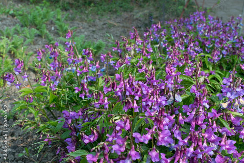 Naklejka premium Lathyrus vernus, spring vetchling, spring pea or spring vetch
