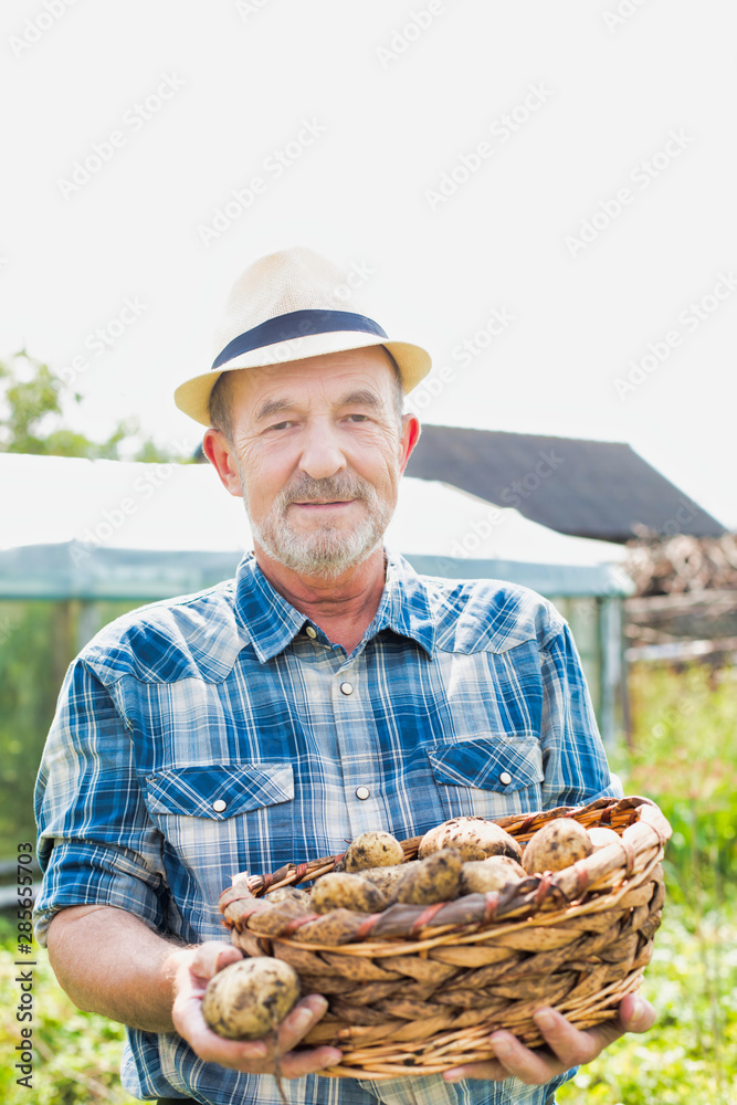 Senior farmer showing newly harvest potatoes in basket at farm Senior farmer showing newly harvest potatoes in basket at farm