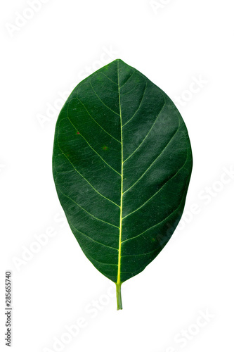 Jackfruit leaves on white background.