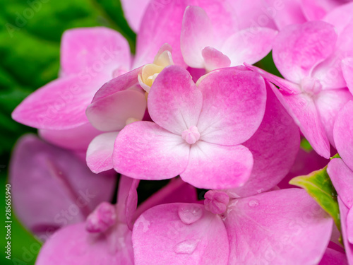 Macro image  Close up pink Hydrangea flower.