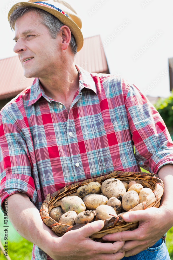 Mature farmer carrying newly harvest potato in field Mature farmer carrying newly harvest potato in field
