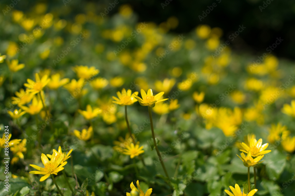 Ficaria verna, lesser celandine, pilewort or ranunculus ficaria Ficaria verna, lesser celandine, pilewort or ranunculus ficaria