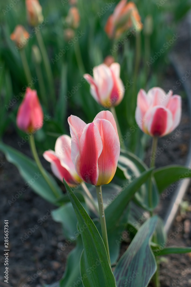 Pink tulip flower or flowering tulipa with bokeh Pink tulip flower or flowering tulipa with bokeh