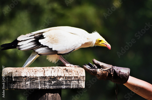 Egyptian Vulture being fed photo