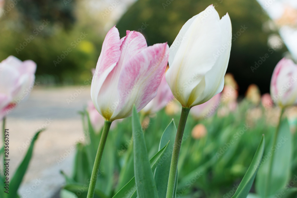 Pink tulip flower or flowering tulipa with bokeh