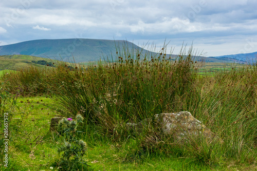 Moorland reeds and thistle with Pendle Hill in background