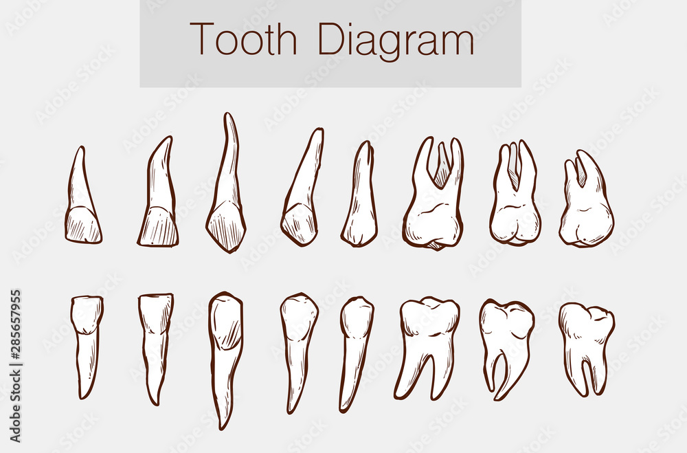   Vector illustration of a Teeth anatomy