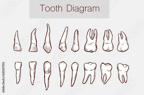   Vector illustration of a Teeth anatomy