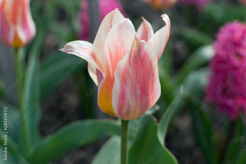 Fototapeta premium Pink tulip flower or flowering tulipa with bokeh