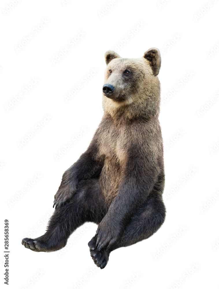 Fototapeta premium brown bear on a white background