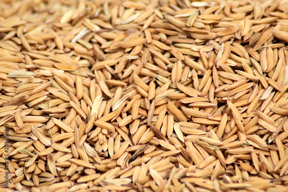 rice seeds background ,closeup texture