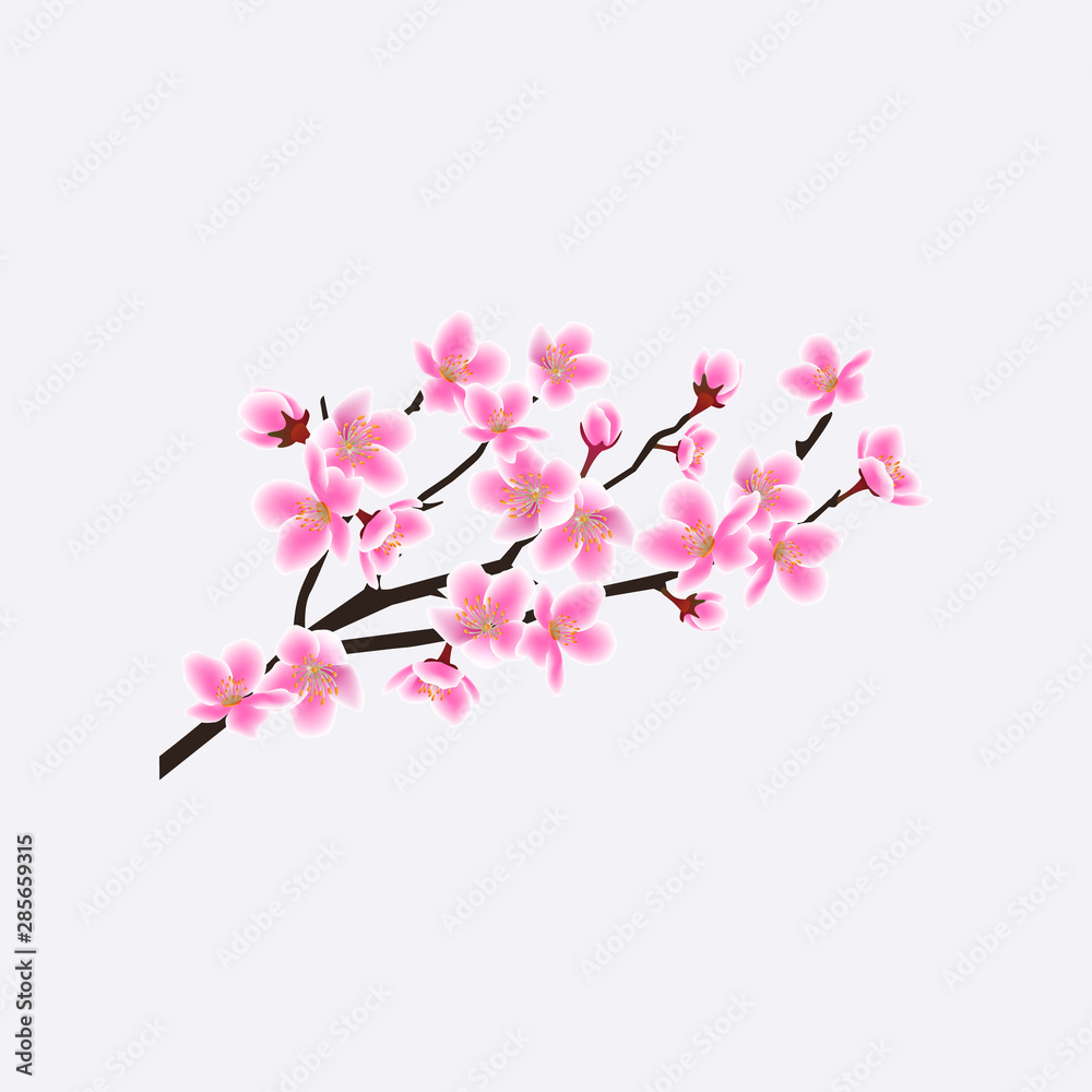Blooming sakura branch with flowers, cherry tree.