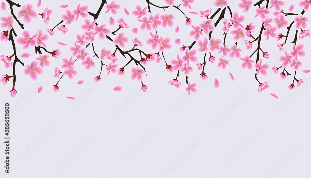 Upper frame border with blooming cherry or sakura vector illustration isolated. Upper frame border with blooming cherry or sakura vector illustration isolated.