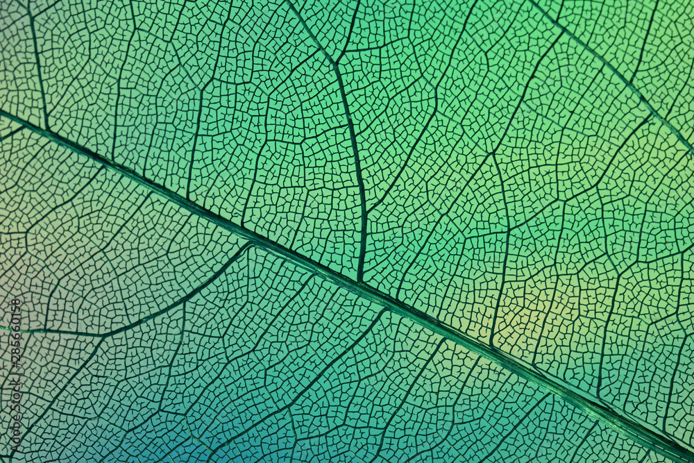 Obraz premium Abstract transparent leaf veins with green