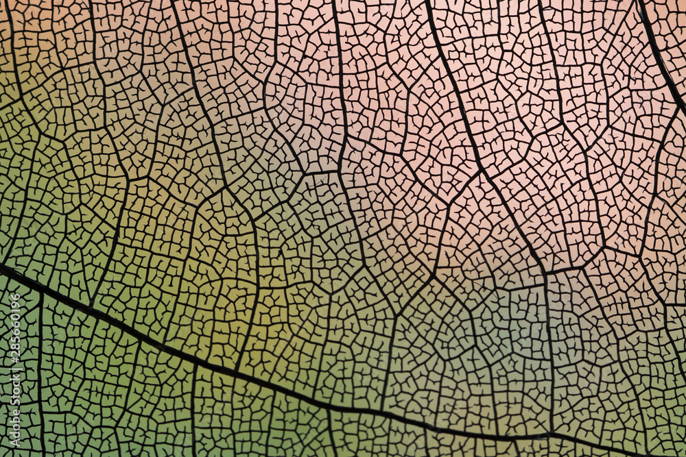 Transparent autumn leaf with dark veins