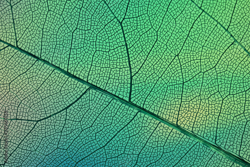 Abstract transparent leaf veins with green