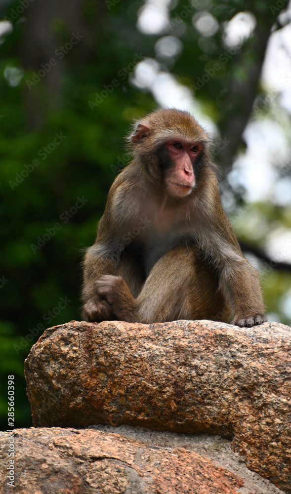 a chimpanzee sitting on a rock