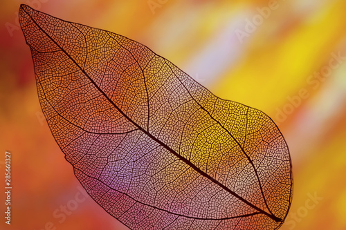 Vivid orange colored autumn leaf