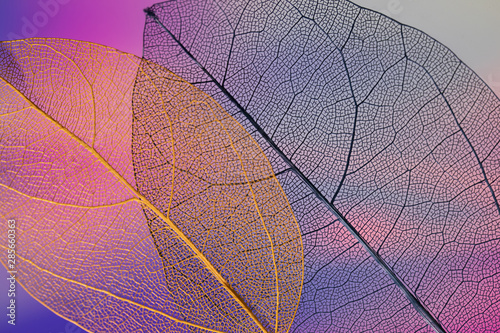 Vibrant abstract colored fall leaves © Freepik