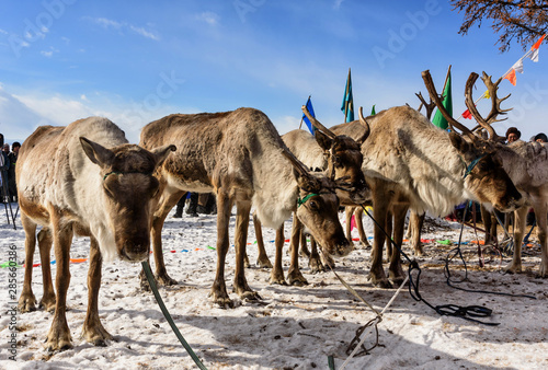Four reindeers stay with rope stay outdoor. Khuvsgul, Mongolia. photo