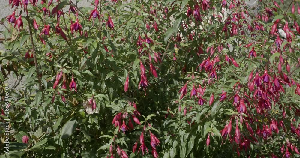 (Fuchsia magellanica) Plants de fuchsias de Magellan au bord d'un muret légèrement balayé par le vent (Fuchsia magellanica) Plants de fuchsias de Magellan au bord d'un muret légèrement balayé par le vent