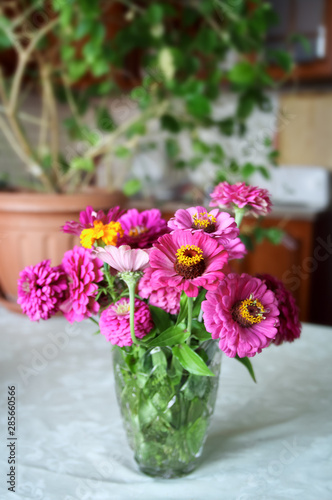 Bouquet of garden gerberas on the table. Still life with purple gerberas.