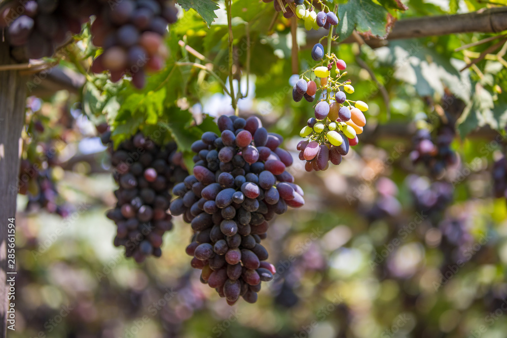 bunch of grapes on the vine