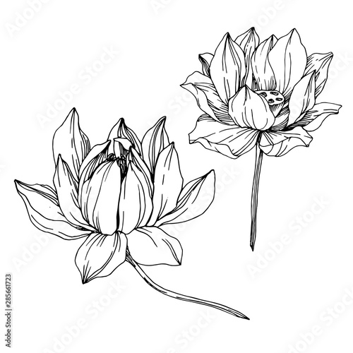 Vector Lotus floral botanical flowers. Black and white engraved ink art. Isolated lotus illustration element.