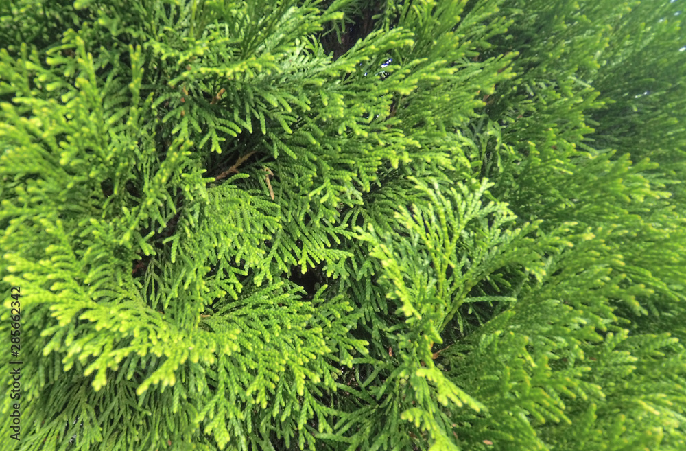 Fototapeta premium Green thuja texture.