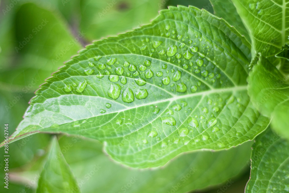 Detail of natural leaf in green colore with water drops Detail of natural leaf in green colore with water drops