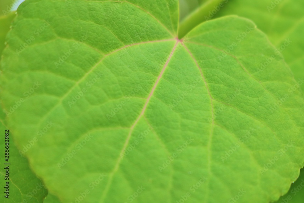 Obraz premium カツラの葉 木 春 杤木