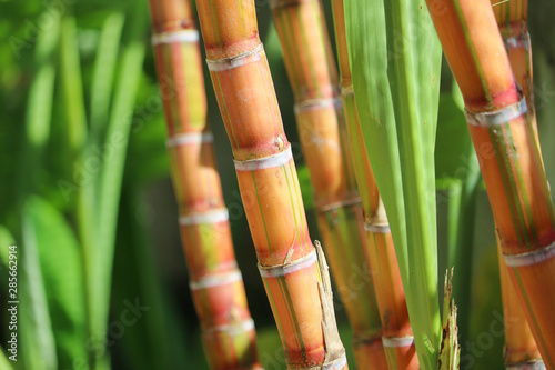 Fotobehang sugar cane