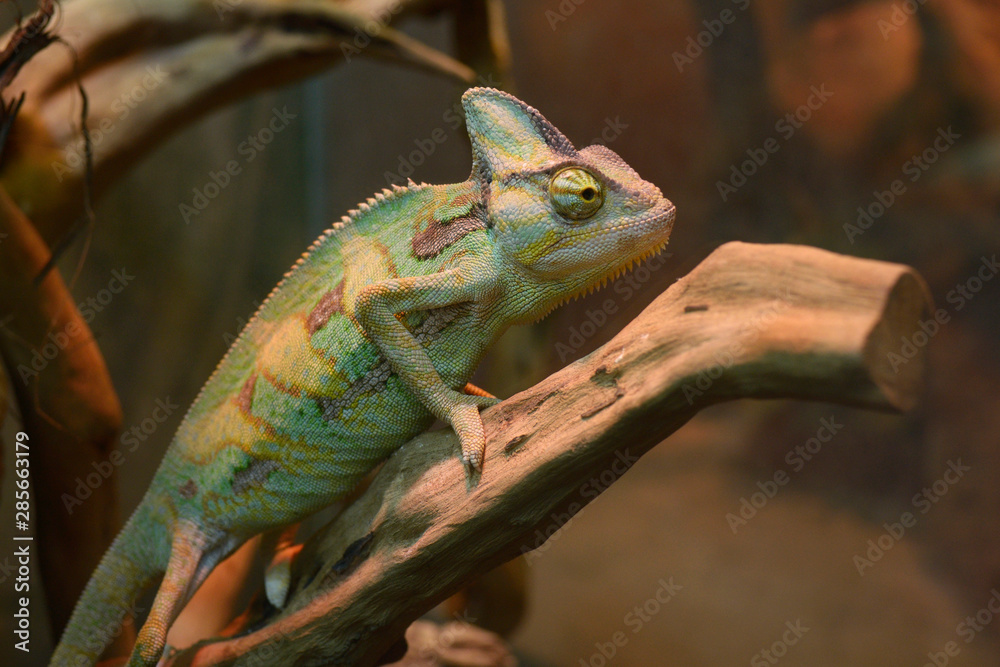 Veiled chameleon, Chamaeleo Calyptratus, sitting on a branch of a tree in a terrarium of zoo Veiled chameleon, Chamaeleo Calyptratus, sitting on a branch of a tree in a terrarium of zoo