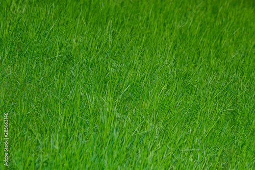 Wallpaper Mural Grass in sunlight closeup. Green nature background Torontodigital.ca