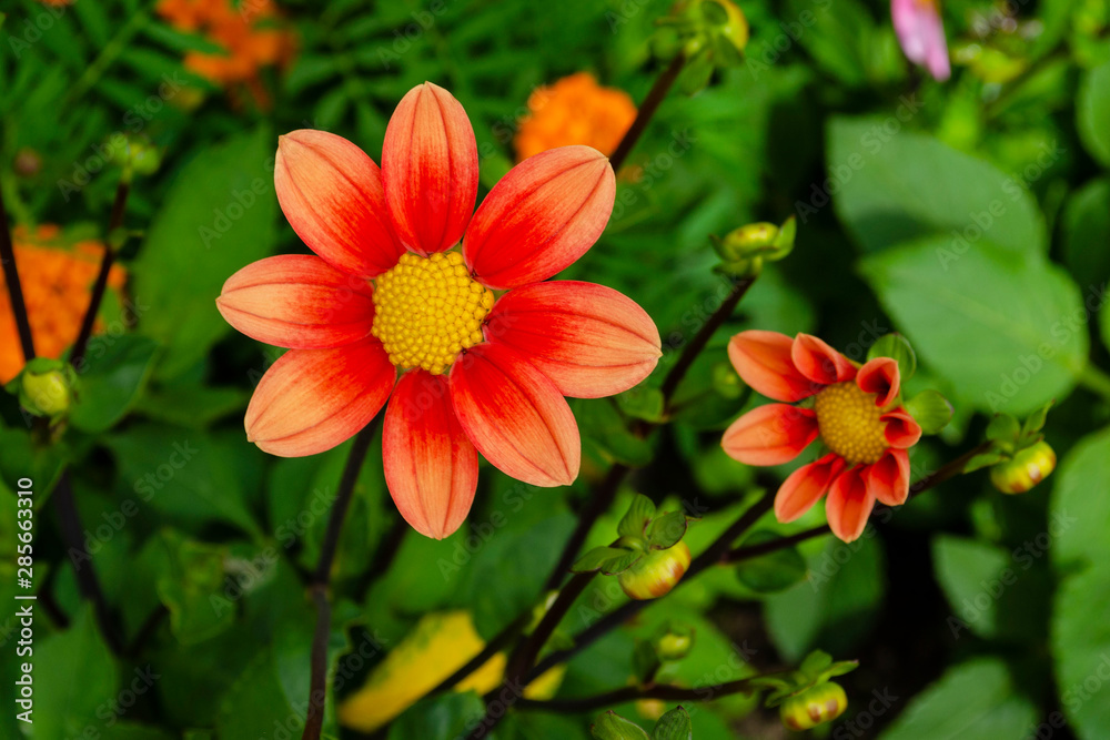 Bright Orange Dahlia flowers. Dahlia plant in full bloom. Buds of a dahlia plant. Bright Orange Dahlia flowers. Dahlia plant in full bloom. Buds of a dahlia plant.