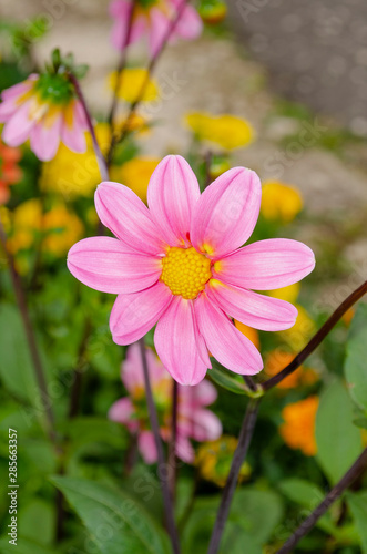 Bright pink Dahlia flowers. Dahlia plant in full bloom. Buds of a dahlia plant.