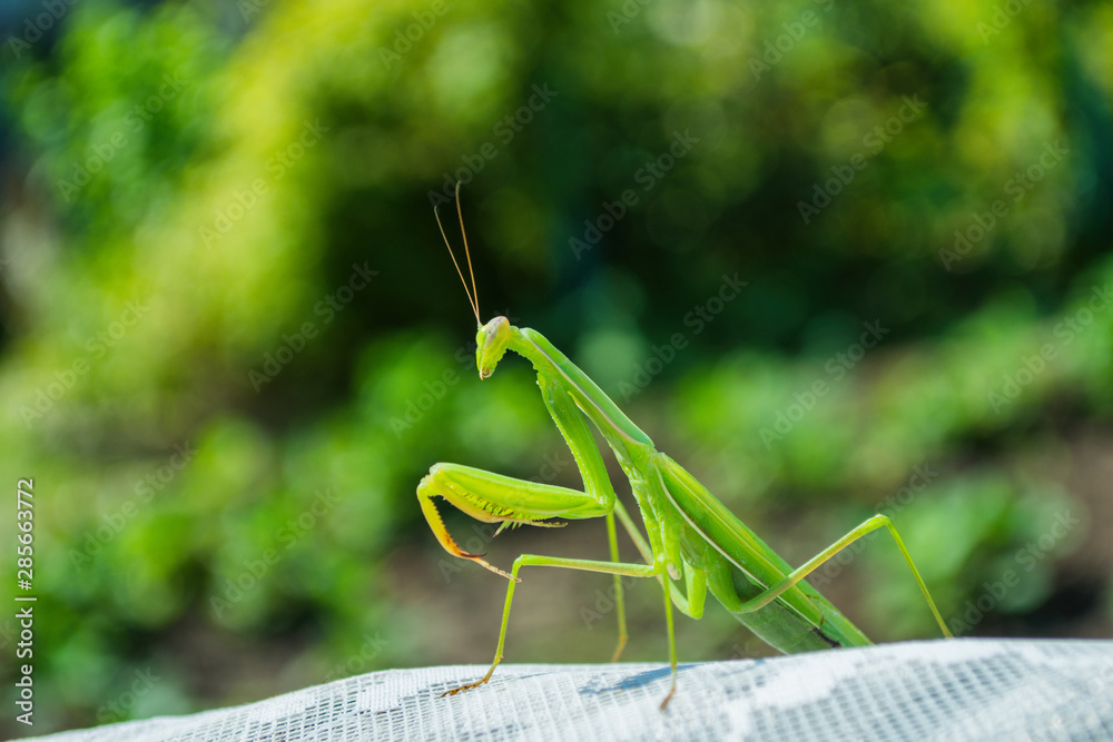 Green Mantis. The green mantis sits on a white fabric in the garden. Green mantis close up. Green Mantis. The green mantis sits on a white fabric in the garden. Green mantis close up.