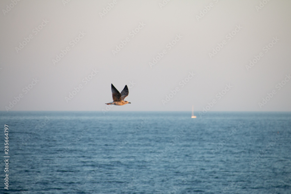 Bird and boat in the sea line on sunset