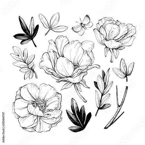 Set of peonies with leaves. Floral elements for design. Hand drawing with ink and pen.